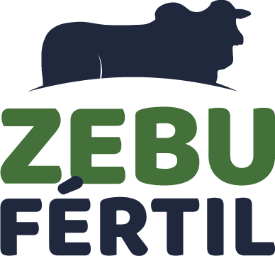 Zebu